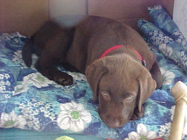 Brianna Puppy