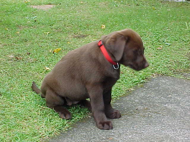 Brianna Puppy