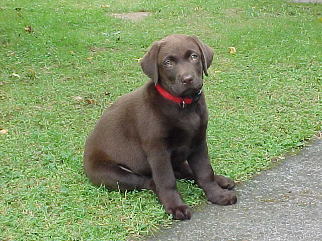 Brianna Puppy
