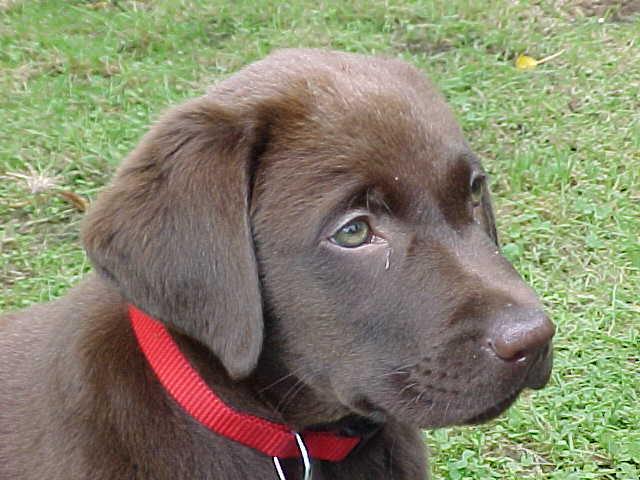 Brianna Puppy