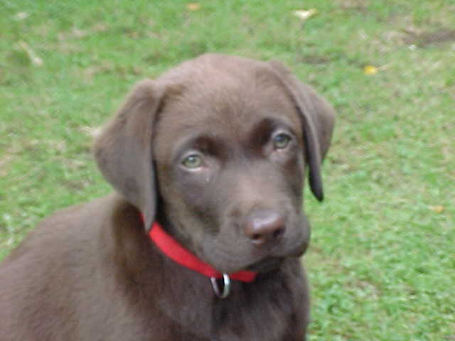 Brianna Puppy