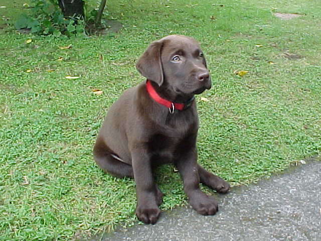 Brianna Puppy