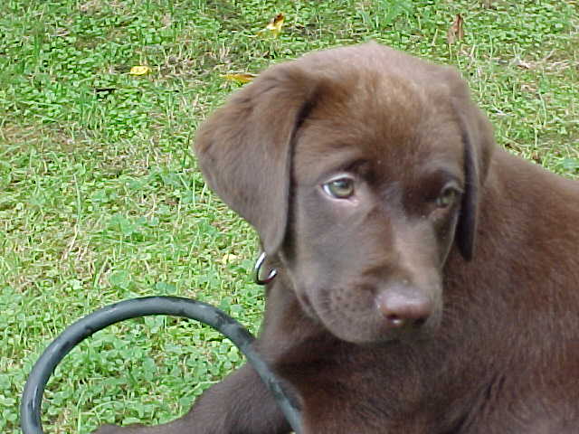 Brianna Puppy