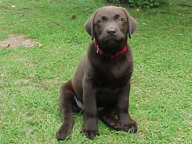 Brianna Puppy