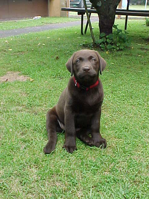 Brianna Puppy