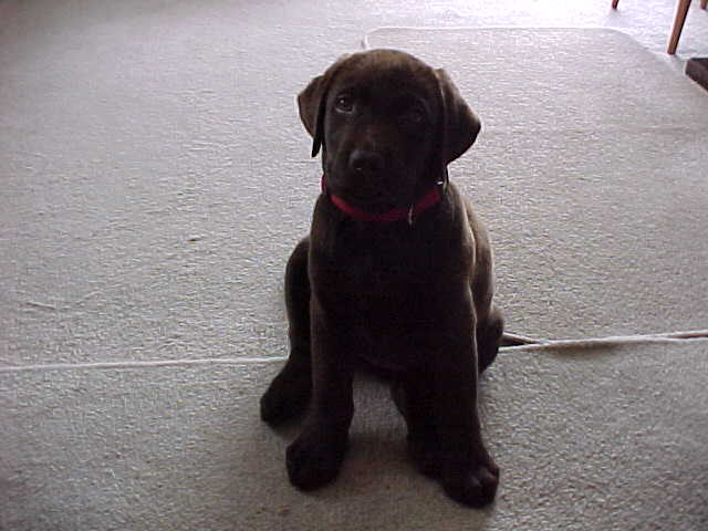 Brianna Puppy