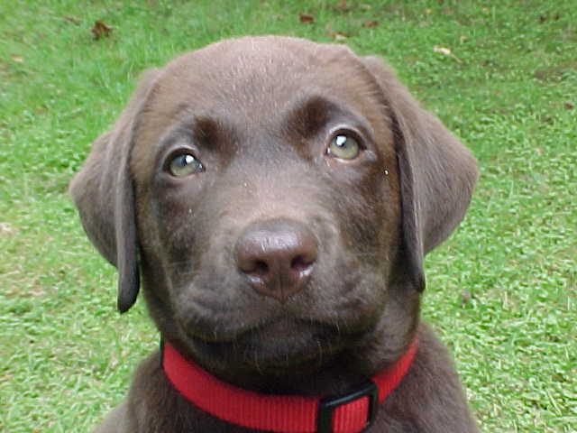 Brianna Puppy