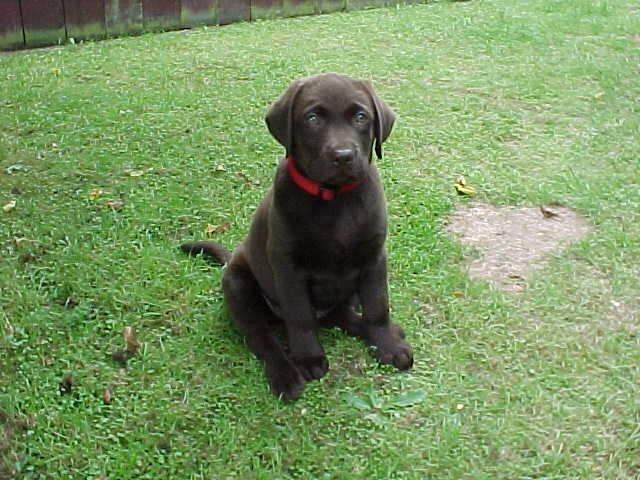 Brianna Puppy