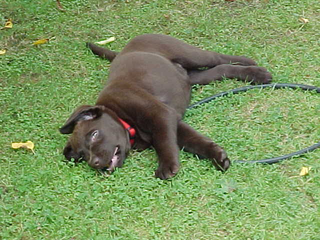 Brianna Puppy