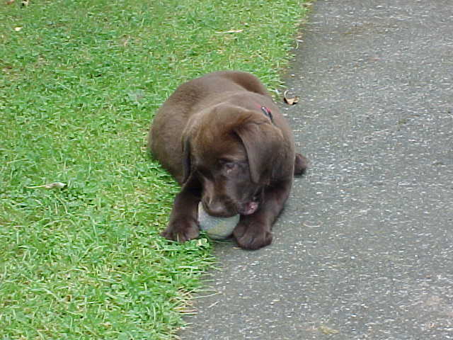 Brianna Puppy