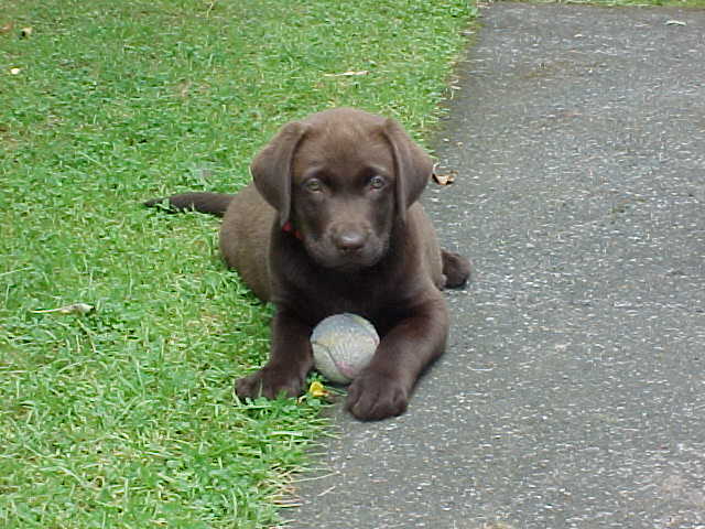 Brianna Puppy