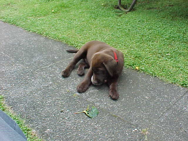 Brianna Puppy
