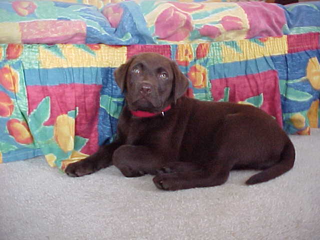 Brianna Puppy