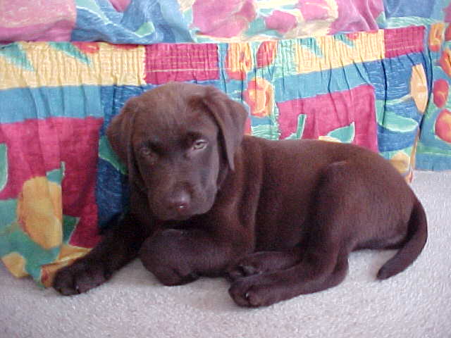Brianna Puppy