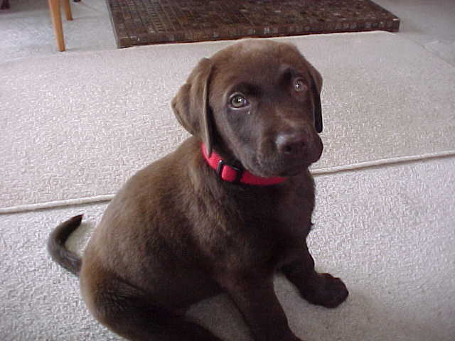 Brianna Puppy