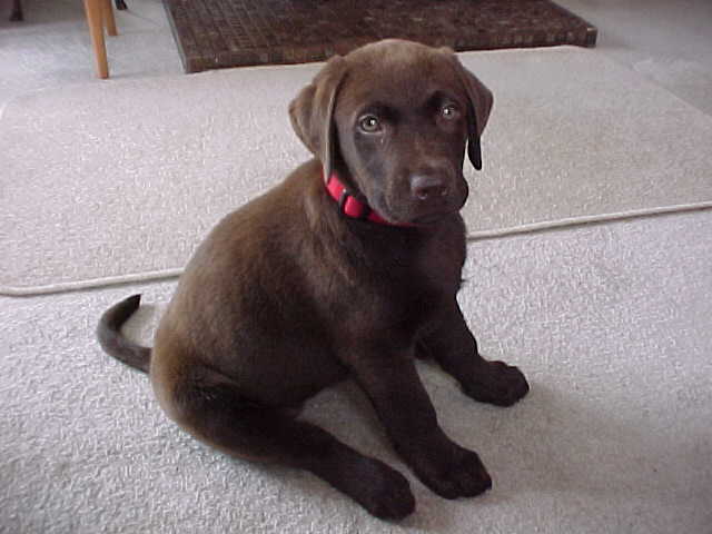 Brianna Puppy