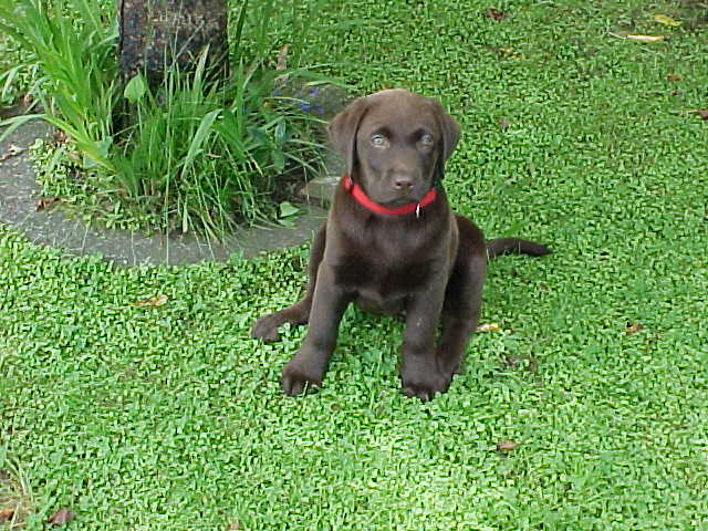 Brianna Puppy