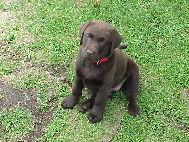 Brianna Puppy