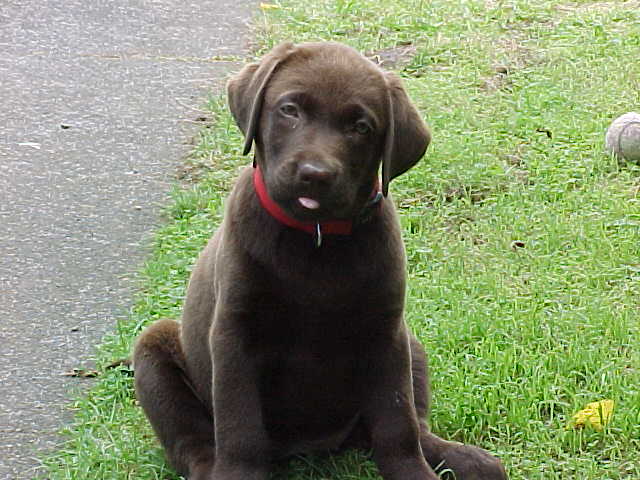 Brianna Puppy