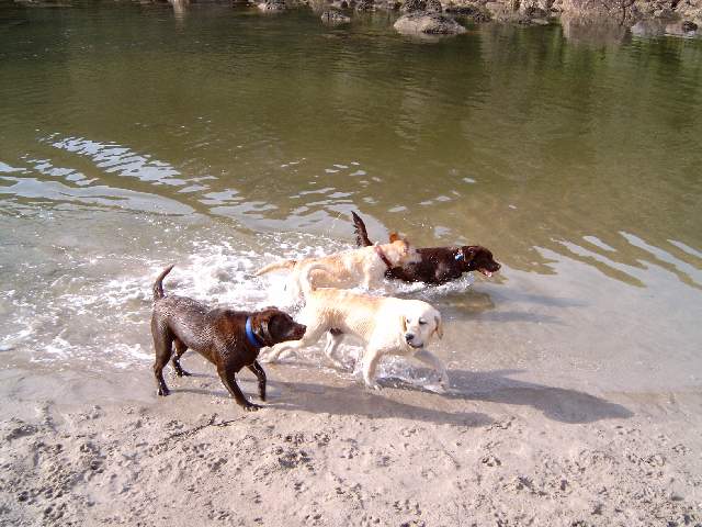 Brianna, Bella and friends