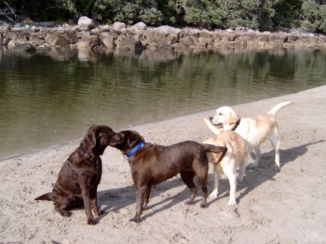Brianna, Bella and friends