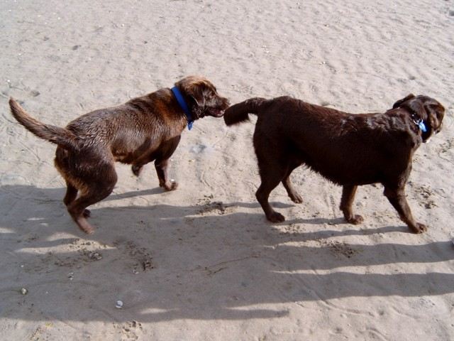 Brianna and Bella