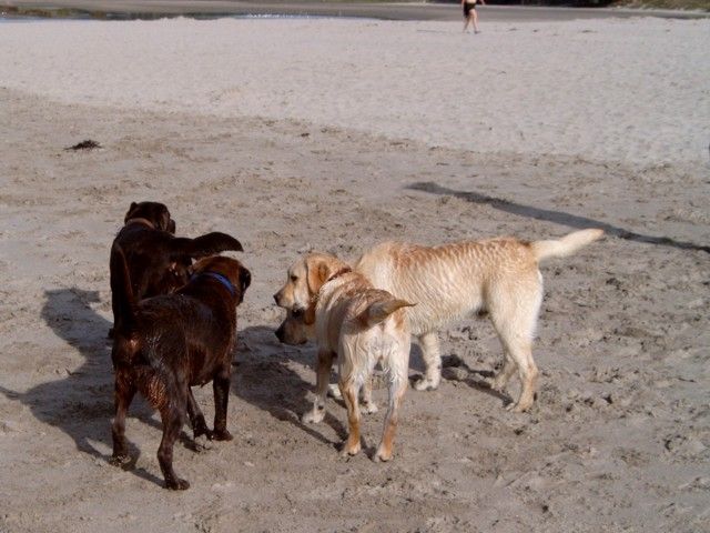 Brianna, Bella and friends
