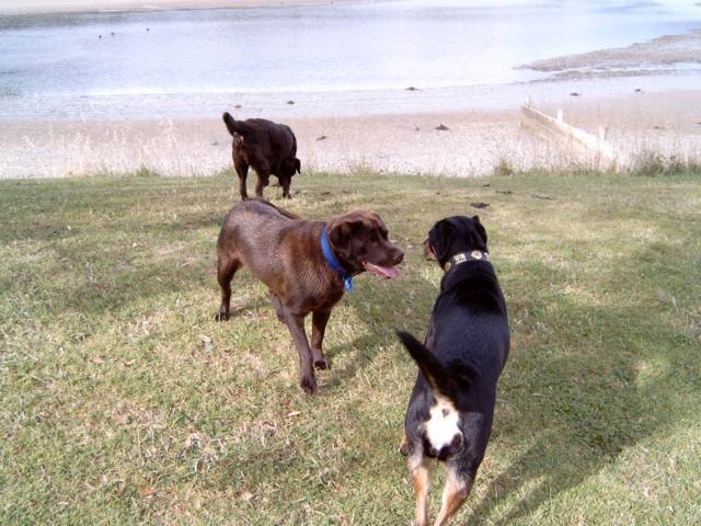 Brianna, Bella & friend