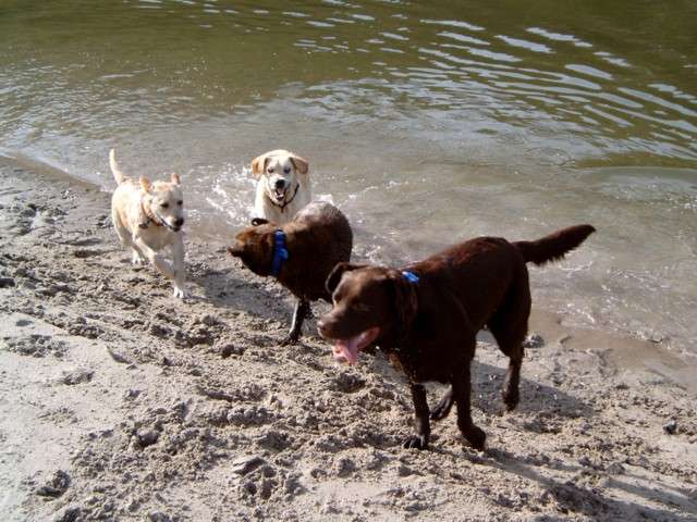 Brianna, Bella and friends