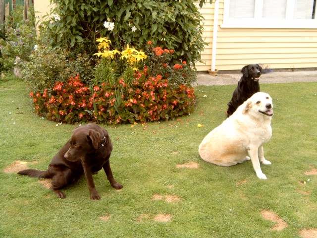 Brianna, Goldie and Carla