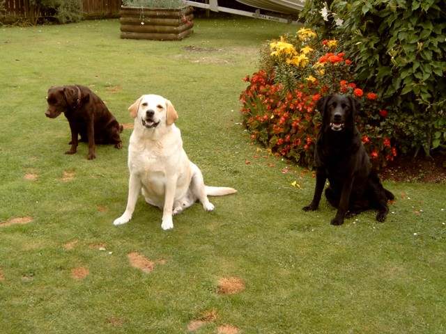 Brianna, Goldie and Carla