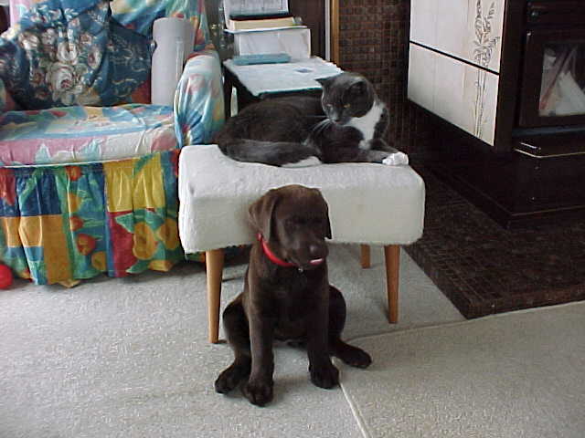 Brianna Puppy and Snaggles