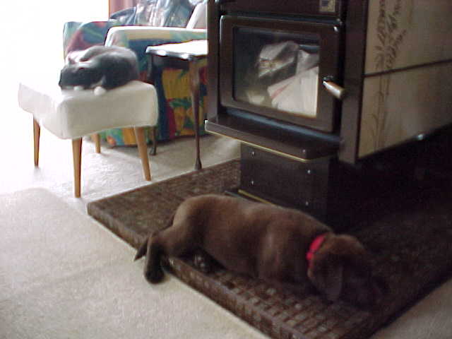 Brianna Puppy and Snaggles