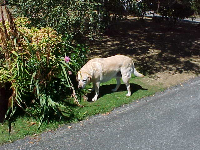 Carrie