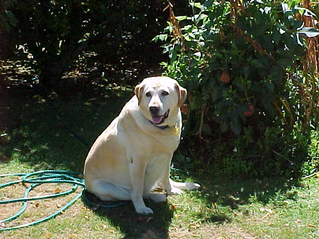 Carrie