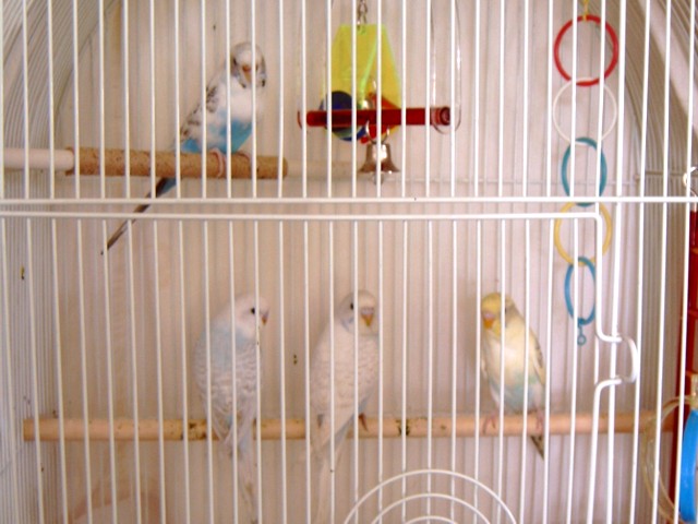 Allie and other babies