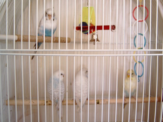 Allie and other babies