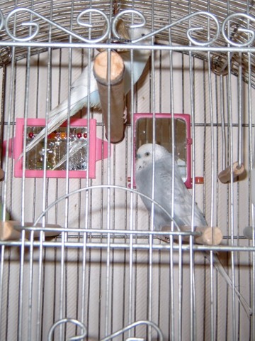 Casper and Allie