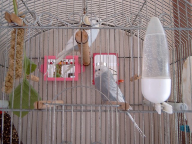Casper and Allie