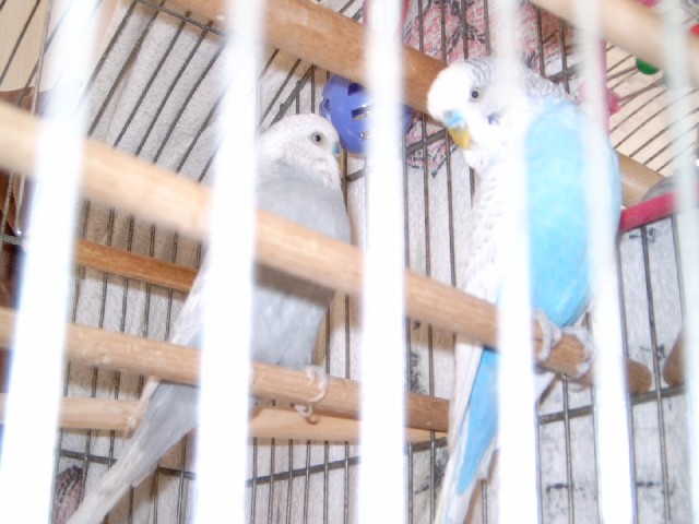 Chippie and Casper