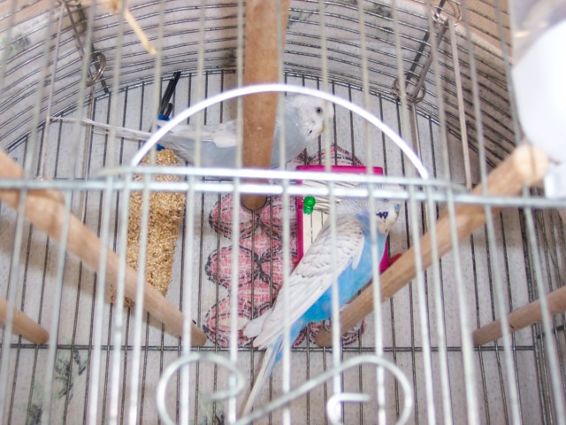 Chippie and Casper