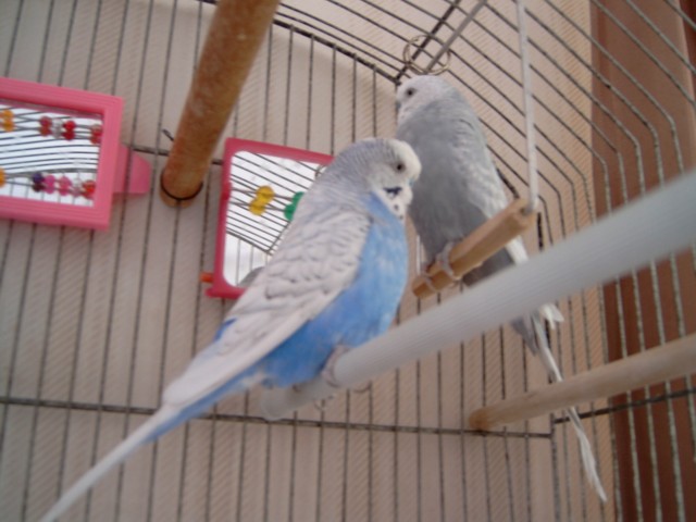 Chippie and Casper