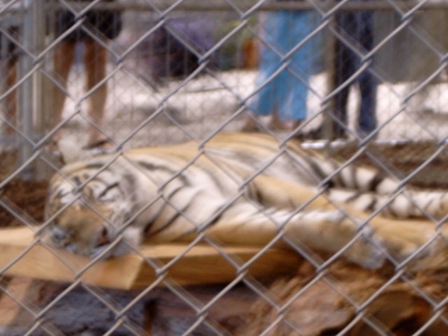 The Lion Man 12 (s)