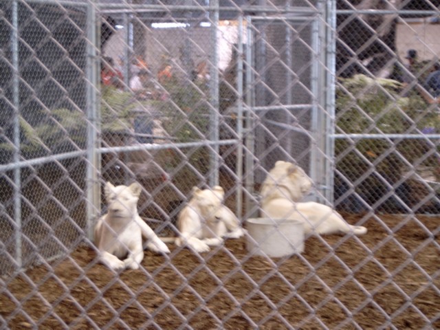 The Lion Man 13 (s)