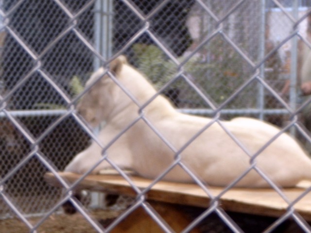 The Lion Man 28 (s)