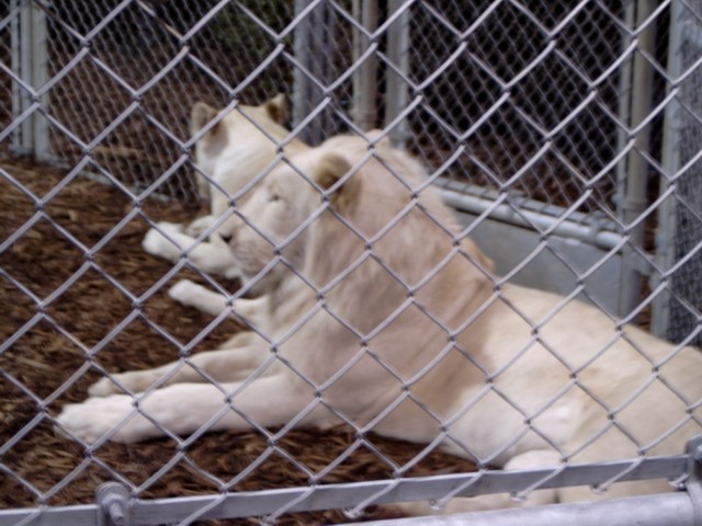 The Lion Man 40 (s)