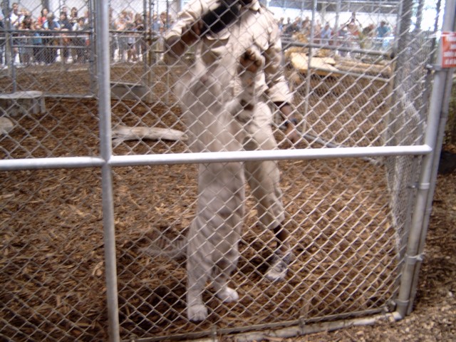 The Lion Man 43 (s)