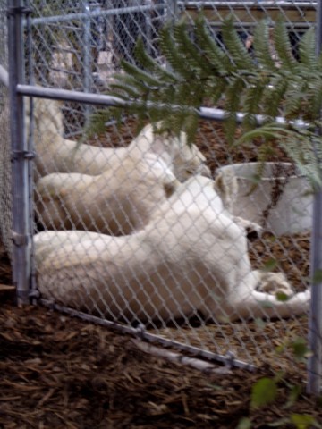 The Lion Man 6 (s)