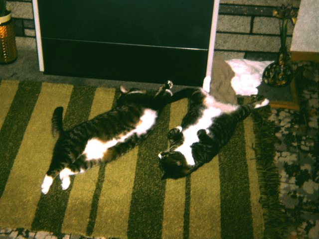 Pee Wee and Tigger