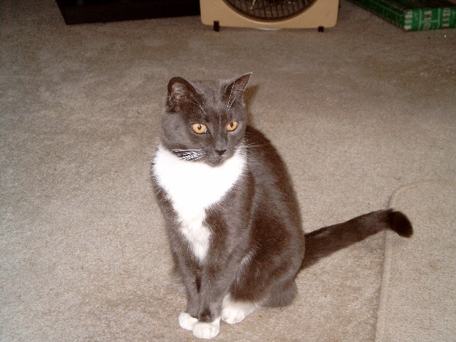 Snaggles